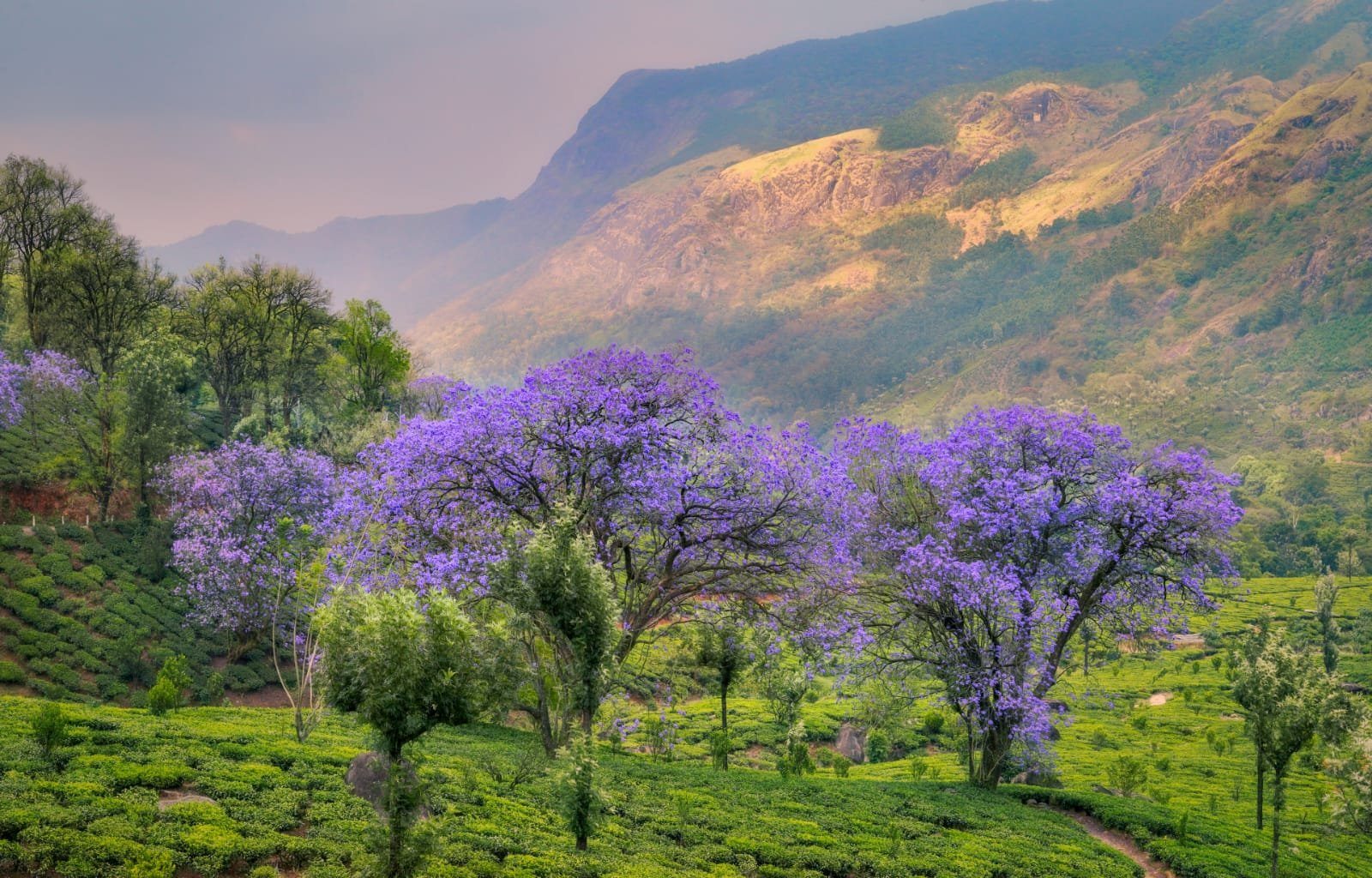Munnar tour package from Dindigul